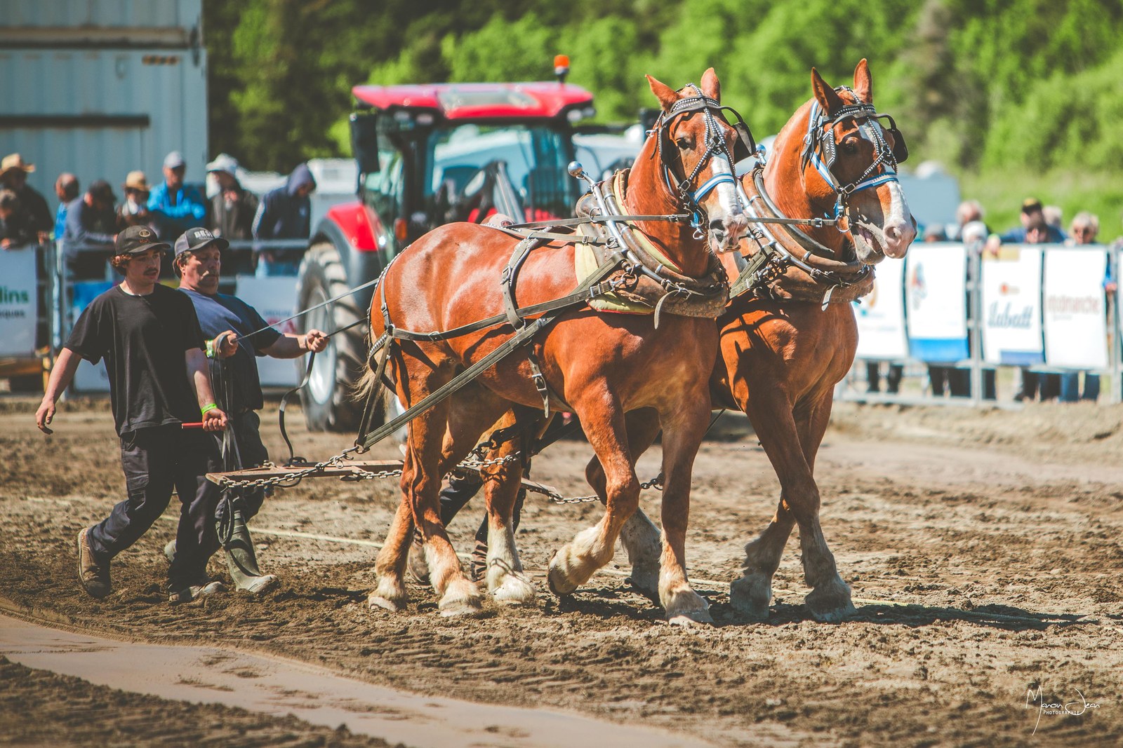 Épreuve de tire de chevaux au Festival — archives 2026.