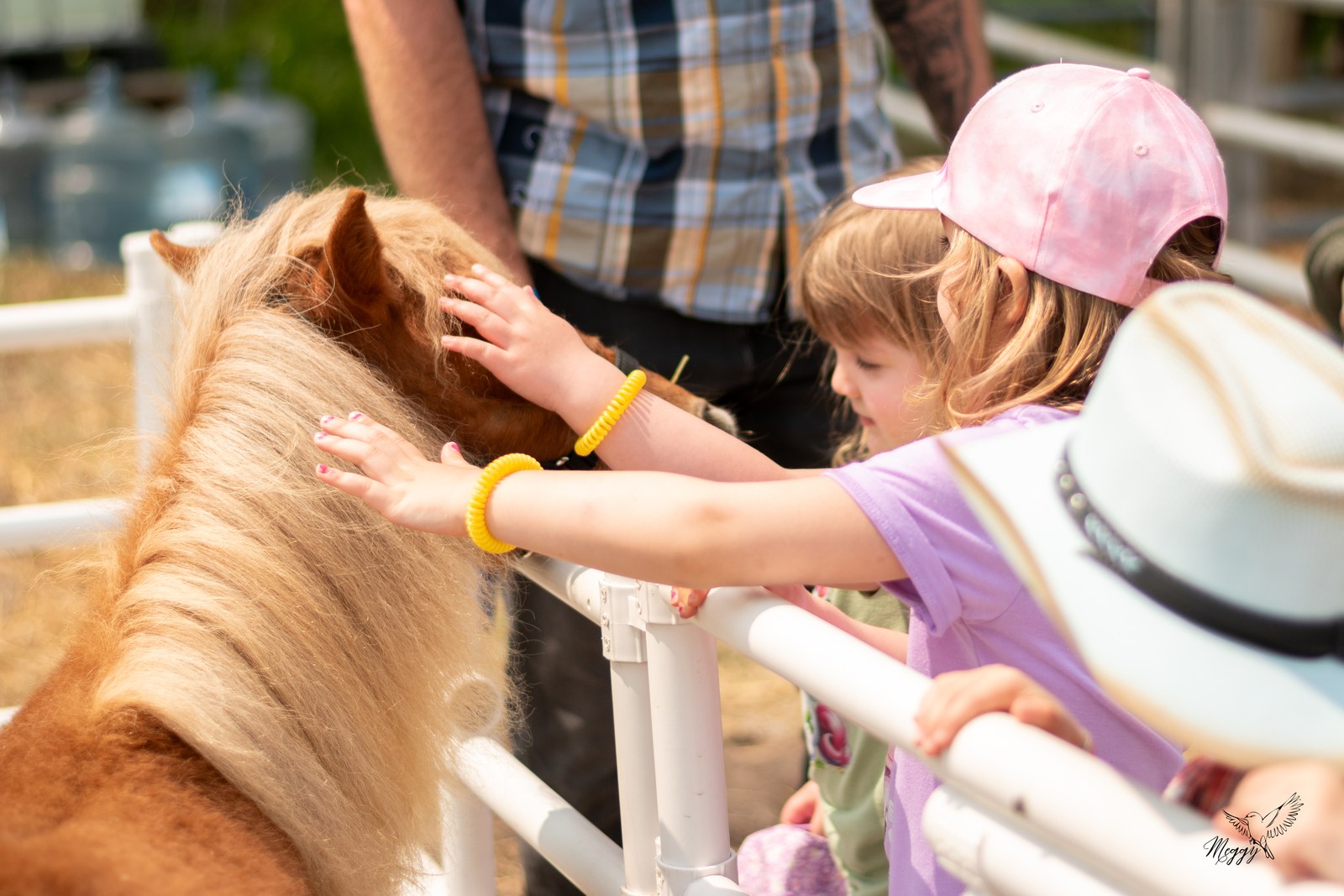 Des enfants caressent un poney derrière une barrière à la mini-ferme.