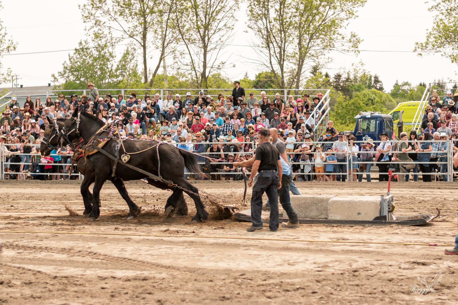 Un attelage de chevaux lourds en action devant les gradins du Festival en 2025.
